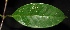  ( - XM_0116_H)  @11 [ ] CreativeCommons - Attribution Non-Commercial Share-Alike (2015) Cam Webb, Endro Setiawan & Hery Yanto Arnold Arboretum of Harvard University