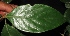  ( - XM_0230)  @11 [ ] CreativeCommons - Attribution Non-Commercial Share-Alike (2015) Cam Webb, Endro Setiawan & Hery Yanto Arnold Arboretum of Harvard University