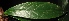  ( - XM_0232_M)  @11 [ ] CreativeCommons - Attribution Non-Commercial Share-Alike (2015) Cam Webb, Endro Setiawan & Hery Yanto Arnold Arboretum of Harvard University
