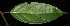  ( - XM_0233)  @11 [ ] CreativeCommons - Attribution Non-Commercial Share-Alike (2015) Cam Webb, Endro Setiawan & Hery Yanto Arnold Arboretum of Harvard University