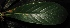  ( - XM_0240_M)  @11 [ ] CreativeCommons - Attribution Non-Commercial Share-Alike (2015) Cam Webb, Endro Setiawan & Hery Yanto Arnold Arboretum of Harvard University
