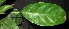  ( - XM_0255_I)  @11 [ ] CreativeCommons - Attribution Non-Commercial Share-Alike (2015) Cam Webb, Endro Setiawan & Hery Yanto Arnold Arboretum of Harvard University