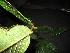  ( - XM_0289_I)  @11 [ ] CreativeCommons - Attribution Non-Commercial Share-Alike (2015) Cam Webb, Endro Setiawan & Hery Yanto Arnold Arboretum of Harvard University