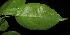  (Baccaurea pendula - XM_0321_I)  @11 [ ] CreativeCommons - Attribution Non-Commercial Share-Alike (2015) Cam Webb, Endro Setiawan & Hery Yanto Arnold Arboretum of Harvard University