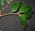  (Dacryodes costata - XM_0324_I)  @11 [ ] CreativeCommons - Attribution Non-Commercial Share-Alike (2015) Cam Webb, Endro Setiawan & Hery Yanto Arnold Arboretum of Harvard University