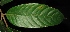  ( - XM_0324_I)  @11 [ ] CreativeCommons - Attribution Non-Commercial Share-Alike (2015) Cam Webb, Endro Setiawan & Hery Yanto Arnold Arboretum of Harvard University