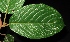  (Baccaurea dulcis - XM_0329_I)  @11 [ ] CreativeCommons - Attribution Non-Commercial Share-Alike (2015) Cam Webb, Endro Setiawan & Hery Yanto Arnold Arboretum of Harvard University