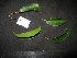  ( - XM_0330_I)  @11 [ ] CreativeCommons - Attribution Non-Commercial Share-Alike (2015) Cam Webb, Endro Setiawan & Hery Yanto Arnold Arboretum of Harvard University