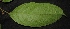  ( - XM_0332_I)  @11 [ ] CreativeCommons - Attribution Non-Commercial Share-Alike (2015) Cam Webb, Endro Setiawan & Hery Yanto Arnold Arboretum of Harvard University
