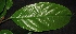  ( - XM_0332_I)  @11 [ ] CreativeCommons - Attribution Non-Commercial Share-Alike (2015) Cam Webb, Endro Setiawan & Hery Yanto Arnold Arboretum of Harvard University