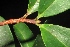  (Erythroxylum cuneatum - XM_0335_M)  @11 [ ] CreativeCommons - Attribution Non-Commercial Share-Alike (2015) Cam Webb, Endro Setiawan & Hery Yanto Arnold Arboretum of Harvard University