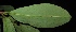  ( - XM_0335_M)  @11 [ ] CreativeCommons - Attribution Non-Commercial Share-Alike (2015) Cam Webb, Endro Setiawan & Hery Yanto Arnold Arboretum of Harvard University