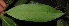  ( - XM_0343_I)  @11 [ ] CreativeCommons - Attribution Non-Commercial Share-Alike (2015) Cam Webb, Endro Setiawan & Hery Yanto Arnold Arboretum of Harvard University