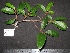  ( - XM_0344_I)  @11 [ ] CreativeCommons - Attribution Non-Commercial Share-Alike (2015) Cam Webb, Endro Setiawan & Hery Yanto Arnold Arboretum of Harvard University