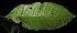 ( - XM_0345_I)  @11 [ ] CreativeCommons - Attribution Non-Commercial Share-Alike (2015) Cam Webb, Endro Setiawan & Hery Yanto Arnold Arboretum of Harvard University
