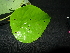  ( - XM_0406_K)  @11 [ ] CreativeCommons - Attribution Non-Commercial Share-Alike (2015) Cam Webb, Endro Setiawan & Hery Yanto Arnold Arboretum of Harvard University