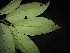  (Myristica - XM_0417_K)  @11 [ ] CreativeCommons - Attribution Non-Commercial Share-Alike (2015) Cam Webb, Endro Setiawan & Hery Yanto Arnold Arboretum of Harvard University
