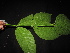  ( - XM_0421_K)  @11 [ ] CreativeCommons - Attribution Non-Commercial Share-Alike (2015) Cam Webb, Endro Setiawan & Hery Yanto Arnold Arboretum of Harvard University
