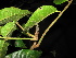  ( - XM_0422_K)  @11 [ ] CreativeCommons - Attribution Non-Commercial Share-Alike (2015) Cam Webb, Endro Setiawan & Hery Yanto Arnold Arboretum of Harvard University