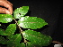  ( - XM_0422_K)  @11 [ ] CreativeCommons - Attribution Non-Commercial Share-Alike (2015) Cam Webb, Endro Setiawan & Hery Yanto Arnold Arboretum of Harvard University