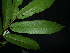 ( - XM_0430_K)  @11 [ ] CreativeCommons - Attribution Non-Commercial Share-Alike (2015) Cam Webb, Endro Setiawan & Hery Yanto Arnold Arboretum of Harvard University