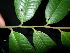  ( - XM_0430_K)  @11 [ ] CreativeCommons - Attribution Non-Commercial Share-Alike (2015) Cam Webb, Endro Setiawan & Hery Yanto Arnold Arboretum of Harvard University