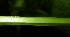  ( - XM_0513_K)  @11 [ ] CreativeCommons - Attribution Non-Commercial Share-Alike (2015) Cam Webb, Endro Setiawan & Hery Yanto Arnold Arboretum of Harvard University