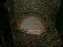  ( - XM_0513_K)  @11 [ ] CreativeCommons - Attribution Non-Commercial Share-Alike (2015) Cam Webb, Endro Setiawan & Hery Yanto Arnold Arboretum of Harvard University