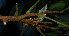  ( - XM_0697_L)  @11 [ ] CreativeCommons - Attribution Non-Commercial Share-Alike (2015) Cam Webb, Endro Setiawan & Hery Yanto Arnold Arboretum of Harvard University