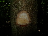  ( - XM_0699_L)  @11 [ ] CreativeCommons - Attribution Non-Commercial Share-Alike (2015) Cam Webb, Endro Setiawan & Hery Yanto Arnold Arboretum of Harvard University
