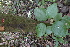  ( - XM_0719_L)  @11 [ ] CreativeCommons - Attribution Non-Commercial Share-Alike (2015) Cam Webb, Endro Setiawan & Hery Yanto Arnold Arboretum of Harvard University