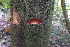  ( - XM_0719_L)  @11 [ ] CreativeCommons - Attribution Non-Commercial Share-Alike (2015) Cam Webb, Endro Setiawan & Hery Yanto Arnold Arboretum of Harvard University