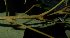  ( - XM_0724_L)  @11 [ ] CreativeCommons - Attribution Non-Commercial Share-Alike (2015) Cam Webb, Endro Setiawan & Hery Yanto Arnold Arboretum of Harvard University