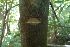  ( - XM_0726_L)  @11 [ ] CreativeCommons - Attribution Non-Commercial Share-Alike (2015) Cam Webb, Endro Setiawan & Hery Yanto Arnold Arboretum of Harvard University