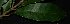  ( - XM_0728_L)  @11 [ ] CreativeCommons - Attribution Non-Commercial Share-Alike (2015) Cam Webb, Endro Setiawan & Hery Yanto Arnold Arboretum of Harvard University