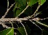  ( - XM_0739_L)  @11 [ ] CreativeCommons - Attribution Non-Commercial Share-Alike (2015) Cam Webb, Endro Setiawan & Hery Yanto Arnold Arboretum of Harvard University