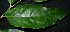  ( - XM_0763_L)  @11 [ ] CreativeCommons - Attribution Non-Commercial Share-Alike (2015) Cam Webb, Endro Setiawan & Hery Yanto Arnold Arboretum of Harvard University