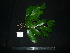  (Cynometra - XM_0769_L)  @11 [ ] CreativeCommons - Attribution Non-Commercial Share-Alike (2015) Cam Webb, Endro Setiawan & Hery Yanto Arnold Arboretum of Harvard University