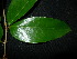  ( - XM_0769_L)  @11 [ ] CreativeCommons - Attribution Non-Commercial Share-Alike (2015) Cam Webb, Endro Setiawan & Hery Yanto Arnold Arboretum of Harvard University