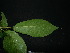  ( - XM_0775_L)  @11 [ ] CreativeCommons - Attribution Non-Commercial Share-Alike (2015) Cam Webb, Endro Setiawan & Hery Yanto Arnold Arboretum of Harvard University