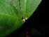  ( - XM_0776_L)  @11 [ ] CreativeCommons - Attribution Non-Commercial Share-Alike (2015) Cam Webb, Endro Setiawan & Hery Yanto Arnold Arboretum of Harvard University