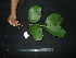  (Neonauclea excelsa - XM_0779_L)  @11 [ ] CreativeCommons - Attribution Non-Commercial Share-Alike (2015) Cam Webb, Endro Setiawan & Hery Yanto Arnold Arboretum of Harvard University