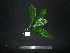  ( - XM_0780_L)  @11 [ ] CreativeCommons - Attribution Non-Commercial Share-Alike (2015) Cam Webb, Endro Setiawan & Hery Yanto Arnold Arboretum of Harvard University