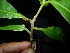  ( - XM_0780_L)  @11 [ ] CreativeCommons - Attribution Non-Commercial Share-Alike (2015) Cam Webb, Endro Setiawan & Hery Yanto Arnold Arboretum of Harvard University