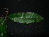  ( - XM_0780_L)  @11 [ ] CreativeCommons - Attribution Non-Commercial Share-Alike (2015) Cam Webb, Endro Setiawan & Hery Yanto Arnold Arboretum of Harvard University