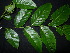  ( - XM_0782_L)  @11 [ ] CreativeCommons - Attribution Non-Commercial Share-Alike (2015) Cam Webb, Endro Setiawan & Hery Yanto Arnold Arboretum of Harvard University