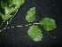  ( - XM_0783_L)  @11 [ ] CreativeCommons - Attribution Non-Commercial Share-Alike (2015) Cam Webb, Endro Setiawan & Hery Yanto Arnold Arboretum of Harvard University