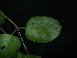  ( - XM_0783_L)  @11 [ ] CreativeCommons - Attribution Non-Commercial Share-Alike (2015) Cam Webb, Endro Setiawan & Hery Yanto Arnold Arboretum of Harvard University