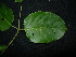  ( - XM_0783_L)  @11 [ ] CreativeCommons - Attribution Non-Commercial Share-Alike (2015) Cam Webb, Endro Setiawan & Hery Yanto Arnold Arboretum of Harvard University