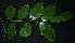  (Pterocarpus indicus - XM_0802_M)  @11 [ ] CreativeCommons - Attribution Non-Commercial Share-Alike (2015) Cam Webb, Endro Setiawan & Hery Yanto Arnold Arboretum of Harvard University
